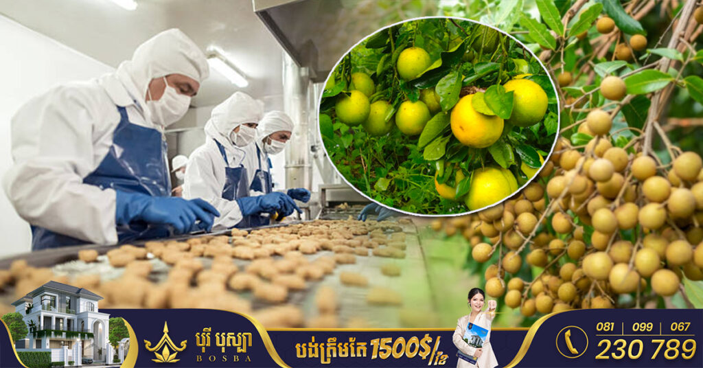 ក្រុមហ៊ុនផលិតអាហារដ៏ធំមួយរបស់ជប៉ុន នឹងមកបោះទុនវិនិយោគរោងចក្រកែច្នៃផលិតផលកសិកម្មនៅបាត់ដំបង