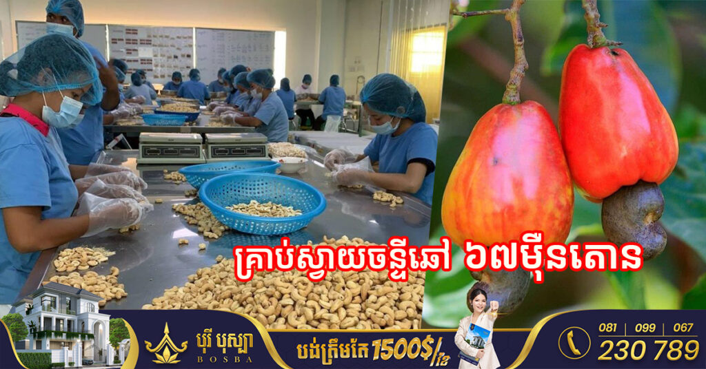 កម្ពុជា នាំចេញគ្រាប់ស្វាយចន្ទីឆៅ ៦៧ម៉ឺនតោន ទៅប្រទេស ៣នេះ ក្នុងឆ្នាំ២០២២