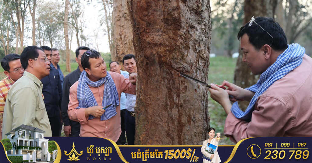 រដ្ឋមន្ដ្រីកសិកម្ម៖ ក្រសួងនឹងប្រែក្លាយចម្ការកៅស៊ូជប់ ក្នុងខេត្តត្បូងឃ្មុំ ទៅជាសារមន្ទីរ សម្រាប់សិក្សាស្រាវជ្រាវពូជកៅស៊ូ