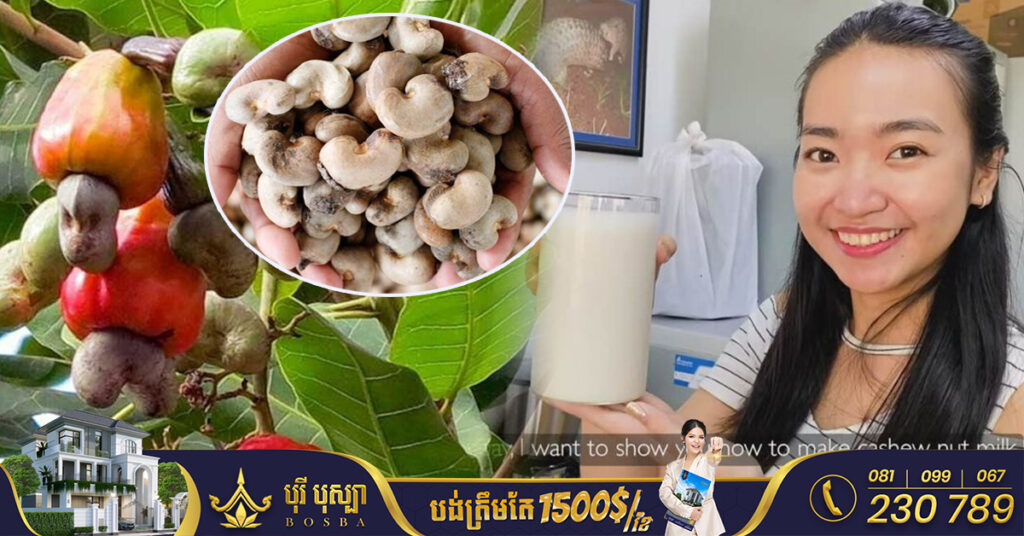 គម្រោង USAID ព្រៃឡង់បៃតង៖ គ្រាប់ស្វាយចន្ទី អាចចម្រាញ់ជាទឹកដោះគោបាន