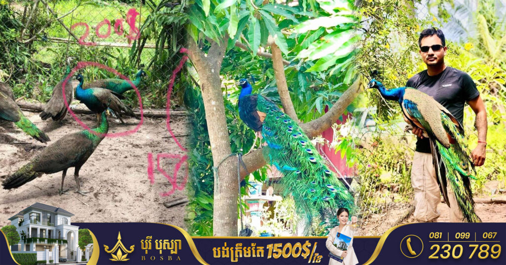 រដ្ឋបាលព្រៃឈើ បញ្ជាក់ព័ត៌មានលម្អិត ជុំវិញការចុះហាមឃាត់ និងចាប់សត្វក្ងោកនៅខេត្តកំពង់ឆ្នាំង, បុគ្គលម្ចាស់ក្ងោកមិនមែនចិញ្ចឹមធម្មតា តែបានជួញដូរដោយខុសច្បាប់