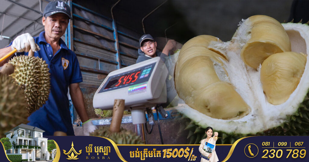 ផ្លែទុរេននៅវៀតណាម ឡើងថ្លៃ ៣ដងនៃតម្លៃដើម ដោយសារតម្រូវការច្រើនពីប្រទេសចិន