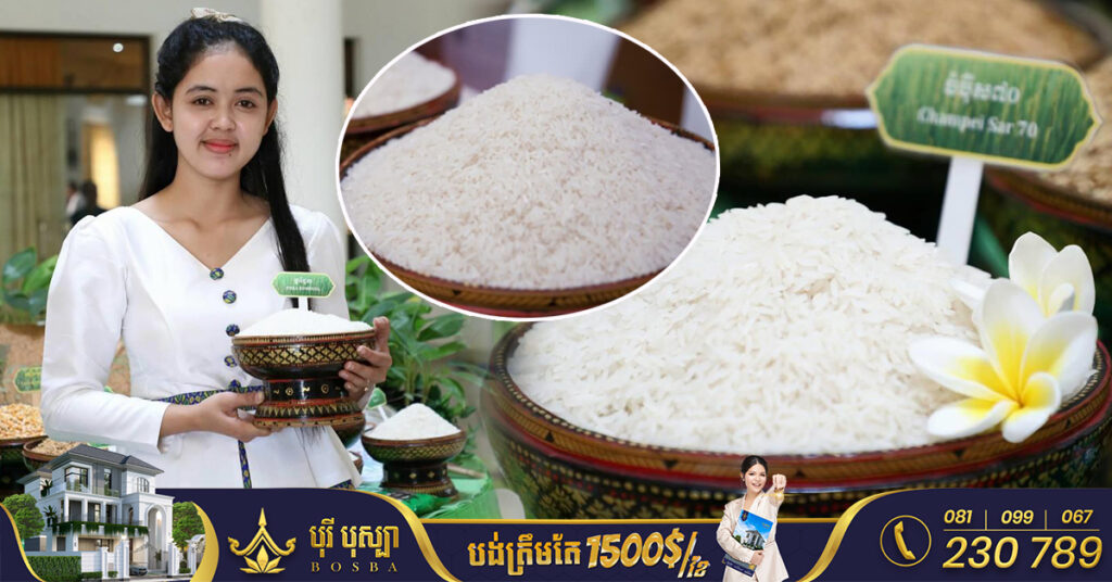 ខែដំបូង កម្ពុជានាំចេញអង្ករជិត ៤ម៉ឺនតោន គិតជាទឹកប្រាក់ជិត ៣០លានដុល្លារ, នាំចេញទៅអឺរ៉ុបកើនឡើងចំនួន ៤២%