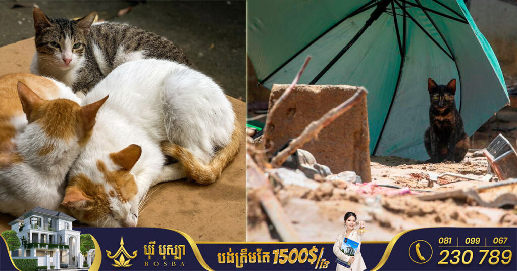 ប៉ូលិសវៀតណាម រកឃើញសត្វឆ្មាងាប់ប្រមាណ ២,០០០ក្បាល ដែលត្រៀមសម្រាប់ផលិតជាឱសថបុរាណ