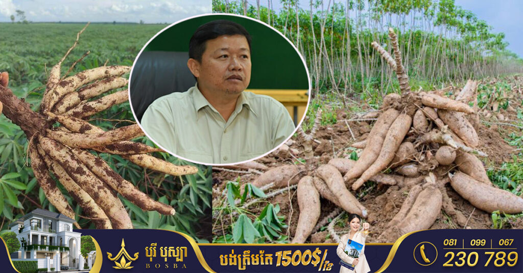 ប្រធានមន្ទីរកសិកម្ម រុក្ខាប្រមាញ់និងនេសាទ ខេត្តព្រះវិហារអះអាងថា តម្លៃដំឡូងមីនៅខេត្តព្រះវិហារកំពុងតែល្អ