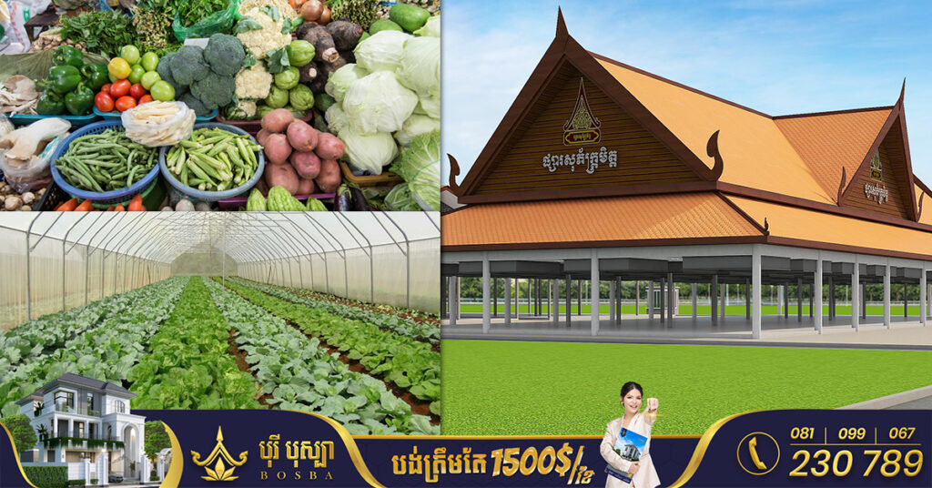 មជ្ឈមណ្ឌលពាណិជ្ជកម្មកសិកម្មកម្ពុជា នឹងចុះប្រមូល-ទទួលទិញបន្លែ និងកសិផលកសិកម្មផ្សេងៗជាង៥០០តោន ក្នុងមួយថ្ងៃពីកសិករ នៅសហគមន៍មូលដ្ឋាន