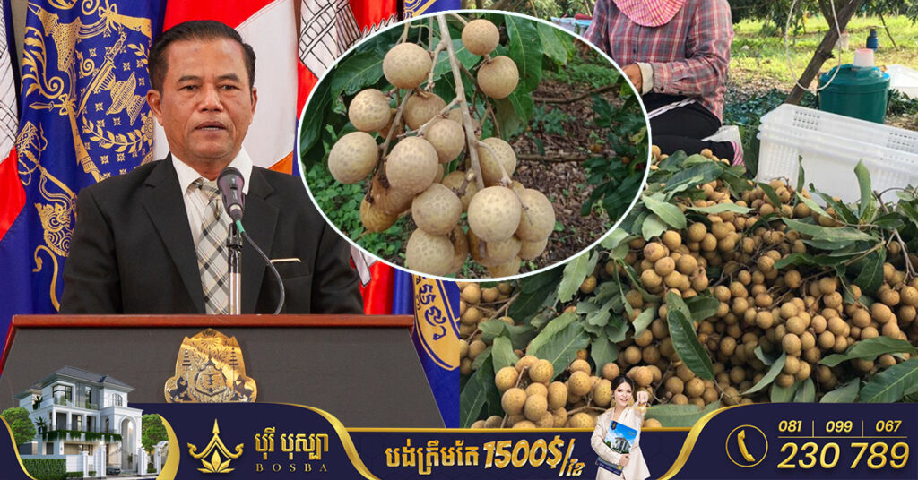 ប្រធានមន្ទីរកសិកម្ម៖ តម្លៃមៀនប៉ៃលិន ក្នុងឆ្នាំនេះនឹងបន្ដឡើងចន្លោះពី ៤២០០រៀល ទៅ៤៥០០រៀល