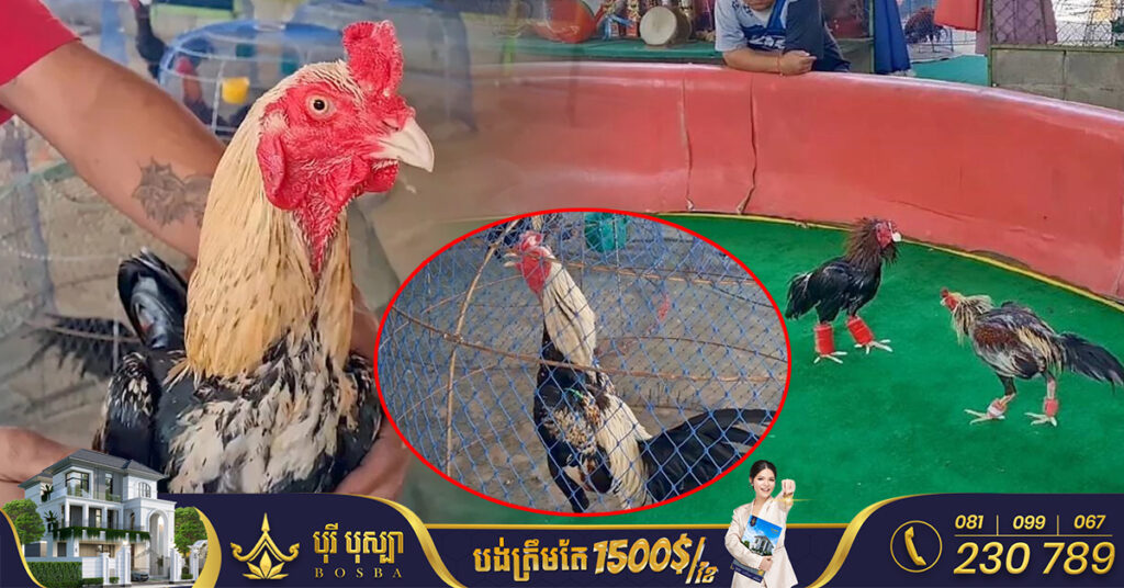 រដ្ឋាភិបាលថៃ​ ជំរុញ​ឲ្យ​មានការផ្សព្វផ្សាយ “ល្បែងជល់​មាន់”​ ដើម្បី​ទាក់ទាញ​ភ្ញៀវ​ទេសចរបរទេស