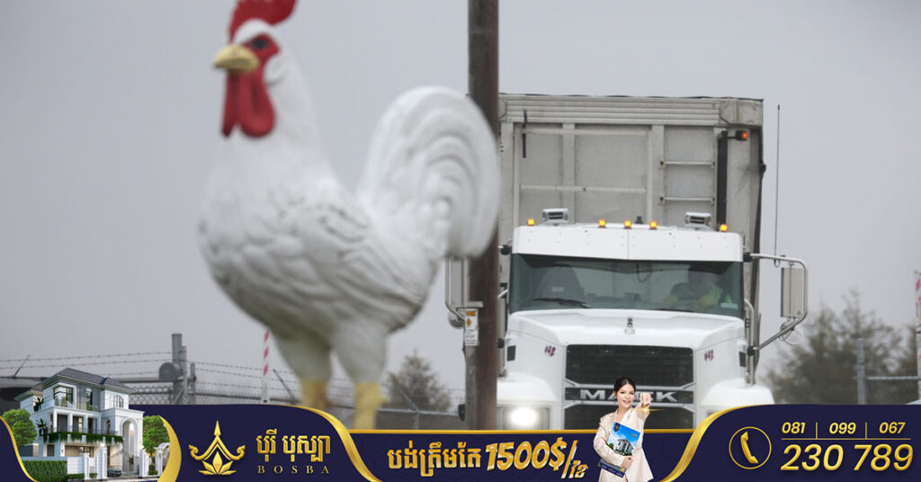 អាមេរិកកំពុងពិចារណាធ្វើការចាក់វ៉ាក់សាំងទៅកាន់សត្វមាន់ ក្រោយជំងឺផ្តាសាយបក្សីកំពុងបង្កការរាតត្បាតក្នុងកម្រិតធ្ងន់ធ្ងរមិនធ្លាប់មានពីមុនមក