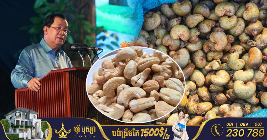 សម្តេចតេជោ ហ៊ុន សែន រំពឹងថា កម្ពុជានឹងក្លាយជាប្រទេសដែលនាំចេញគ្រាប់ស្វាយចន្ទីច្រើនបំផុតនាពេលអនាគត