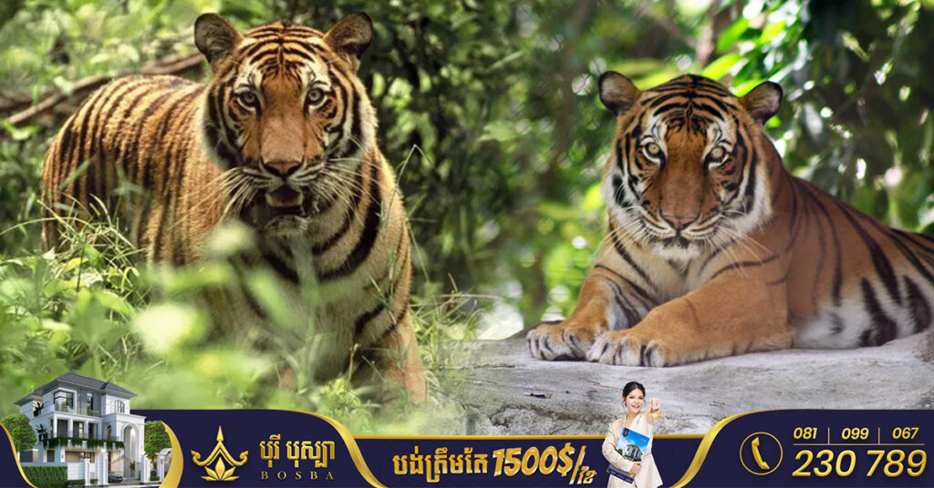 យ៉ាងយូរ៩ខែទៀត! គម្រោងស្តារសត្វខ្លាធំឡើងវិញនៅកម្ពុជានឹងមកដល់