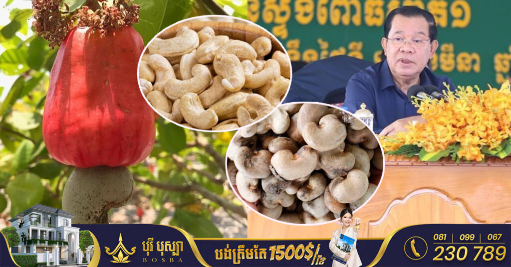 សម្តេចតេជោ ហ៊ុន សែន ចង់ប្រែក្លាយកម្ពុជាទៅជាប្រទេសអធិរាជគ្រាប់ស្វាយចន្ទី