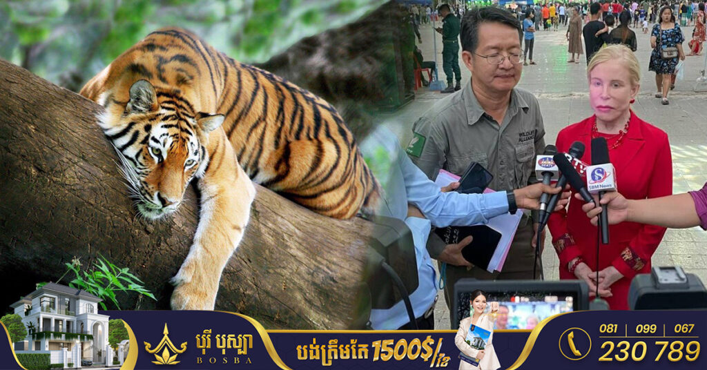 WA ៖ សត្វខ្លាធំដែលគ្រោងលែងក្នុងតំបន់ស្នូលនៃជួរភ្នំក្រវាញ នឹងបំពាក់វិទ្យុទាក់ទងជាប់ក និងតាមដានដោយផ្កាយរណប