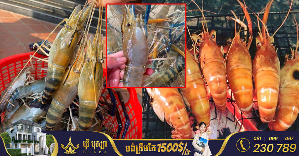 បង្កងទឹកសាបខេត្តតាកែវ នឹងចុះបញ្ជីម៉ាកសម្គាល់ភូមិសាស្រ្តនៅពាក់កណ្តាលខែមេសាខាងមុខនេះ