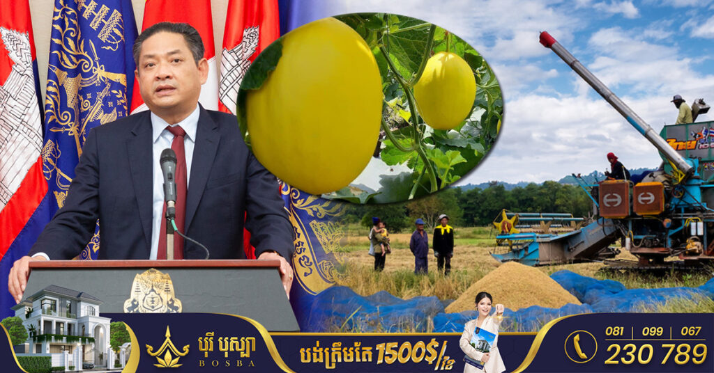 ខេត្តឧត្តរមានជ័យ ផលិតដំណាំមានសក្តានុពល សម្រាប់ផ្គត់ផ្គង់ក្នុងស្រុក និងនាំចេញប្រមាណជាង ២លានតោនក្នុងមួយឆ្នាំ