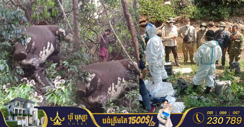 ដំរីព្រៃញី១ក្បាល ត្រូវបានពលរដ្ឋប្រទះឃើញបាត់បង់ជីវិត នៅចម្រាំងភ្នំថ្មមួយកន្លែង ខេត្តមណ្ឌលគិរី គឺពុំមានកូនក្នុងផ្ទៃនោះទេ