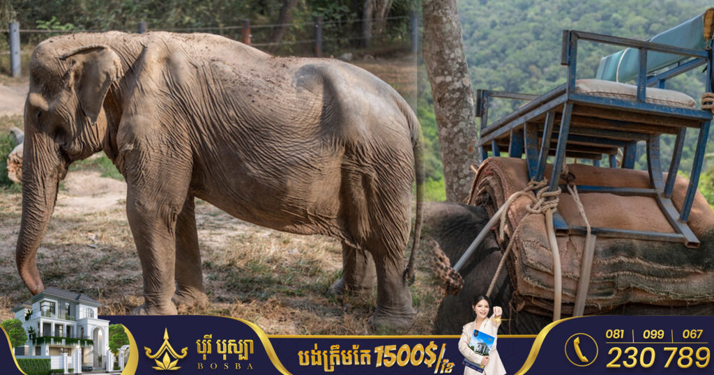ដំរីថៃមួយនេះខូចទ្រង់ទ្រាយឆ្អឹងខ្នង បន្ទាប់ពីដឹកភ្ញៀវទេសចរ អស់រយៈពេល២៥ឆ្នាំ