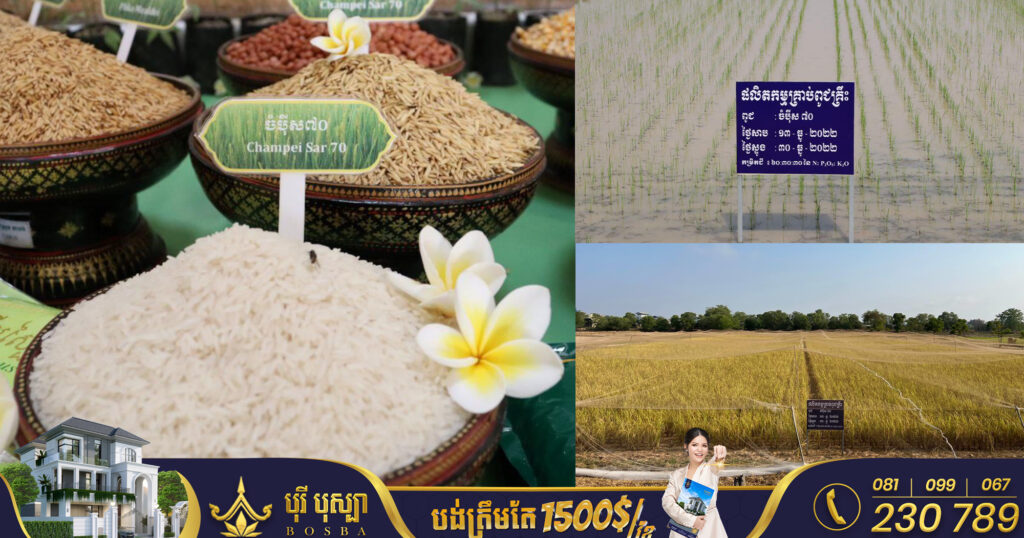 កម្ពុជា និងអូស្រា្តលី ដាក់ឱ្យប្រើប្រាស់ពូជស្រូវក្រអូបថ្មី ចំប៉ីស៧០