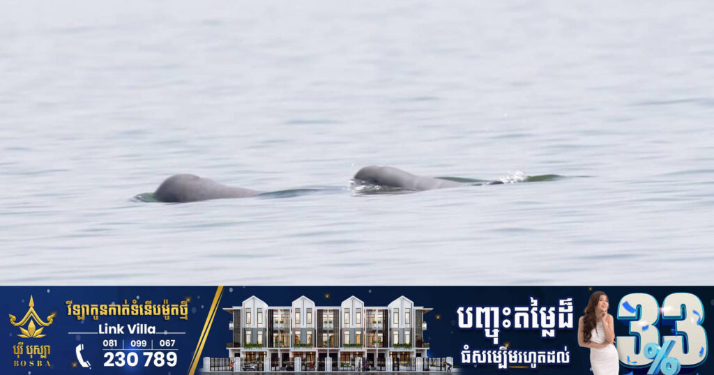 កូនផ្សោតថ្មី១ក្បាលទៀត ទើបកើតនៅអន្លង់កោះកូនសាត់ ស្រុកសៀមបូក ខេត្តស្ទឹងត្រែង