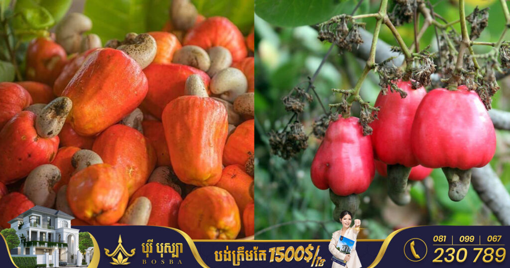 កម្ពុជានាំចេញគ្រាប់ស្វាយចន្ទី ទៅវៀតណាមជាង ២៣ម៉ឺនតោន បានចំណូលជាង ៣០០លានដុល្លារ