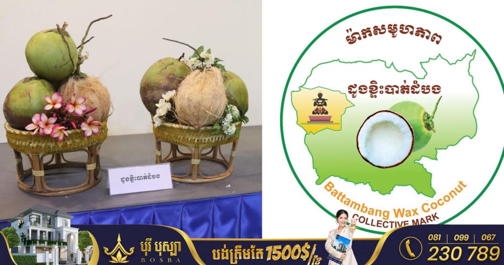 ការចុះបញ្ជីដូងខ្ទិះបាត់ដំបងជាម៉ាកសមូហភាព នឹងជួយពង្រីកការដាំដុះ និងទីផ្សារលក់ដូរ ផ្ដល់ប្រយោជន៍ច្រើនសម្រាប់អ្នកផលិត-អាជីវករ