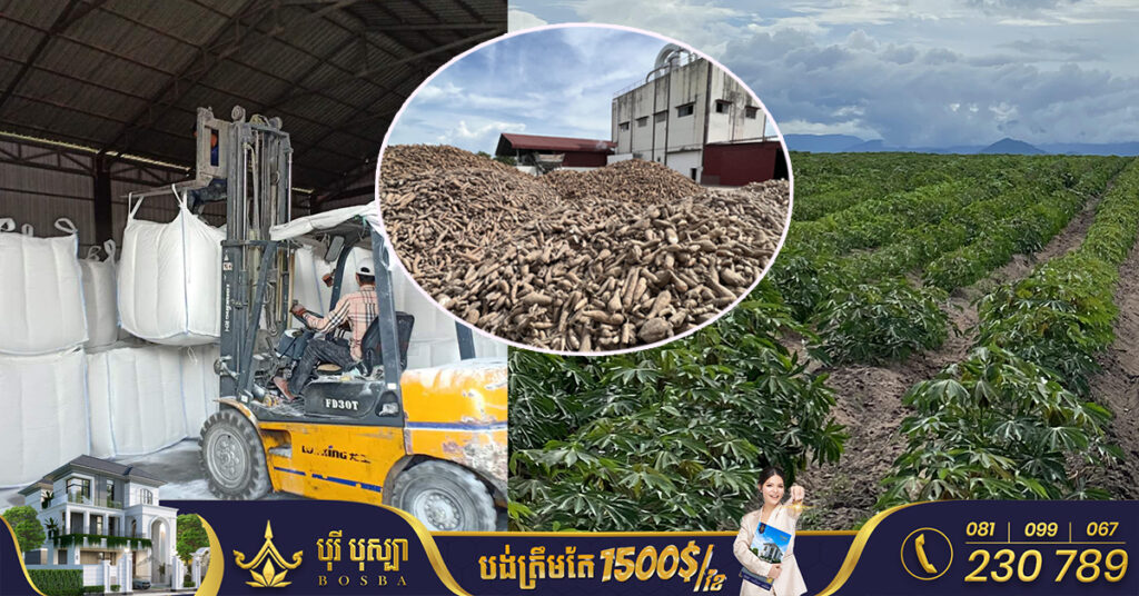 ឱកាសពិសេស! ក្រុមហ៊ុនកសិកម្មរបស់សិង្ហបុរី ស្វែងរកដៃគូដាំដំឡូងមី លើផ្ទៃដីជាង ៥ពាន់ហិកតា នៅស្រុកឱរ៉ាល់