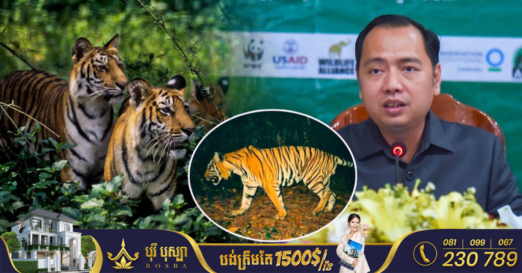 កម្ពុជាសង្ឃឹមថានឹងមានវត្តមានសត្វខ្លាធំឡើងវិញ ក្រោយបាត់វត្តមាន ១៦ឆ្នាំ ខណៈអ្នកជំនាញកម្ពុជា-ឥណ្ឌា កំពុងធ្វើការរួមគ្នាលើកិច្ចការងារនេះ