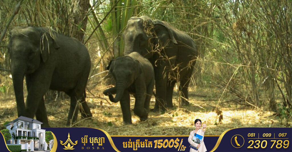 សត្វដំរីព្រៃនៅកម្ពុជានឹងត្រូវរៀបចំដាក់ប្រឡៅក ដើម្បីតាមដានការបន្លាស់ទី