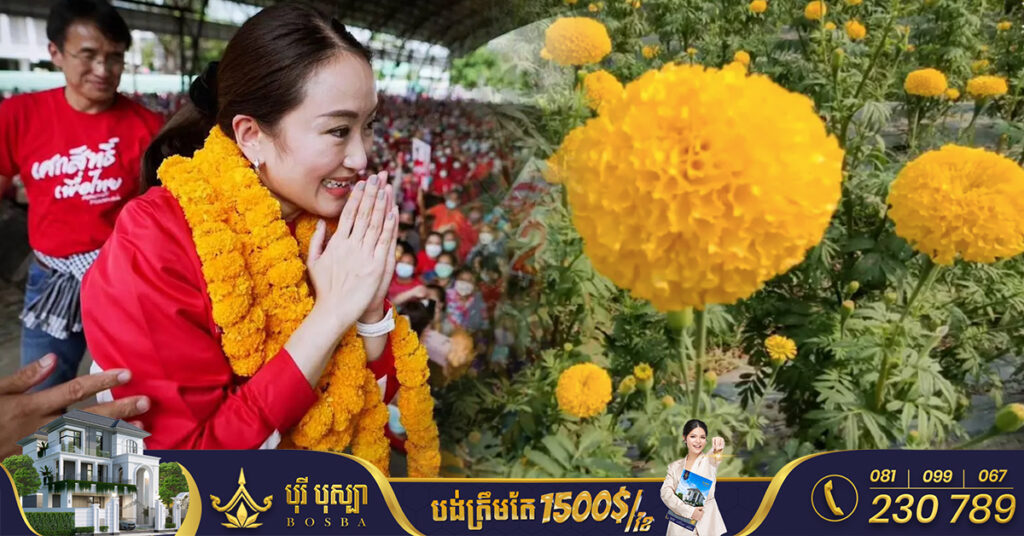 ផ្កា​ស្បៃរឿងកំពុងត្រូវប៉ាន់ខ្លាំងនៅប្រទេសថៃ ដើម្បីធ្វើជាកម្រងផ្កាឱ្យអ្នកនយោបាយដែលត្រៀមខ្លួន សម្រាប់ការបោះឆ្នោតនាពេលឆាប់ៗនេះ