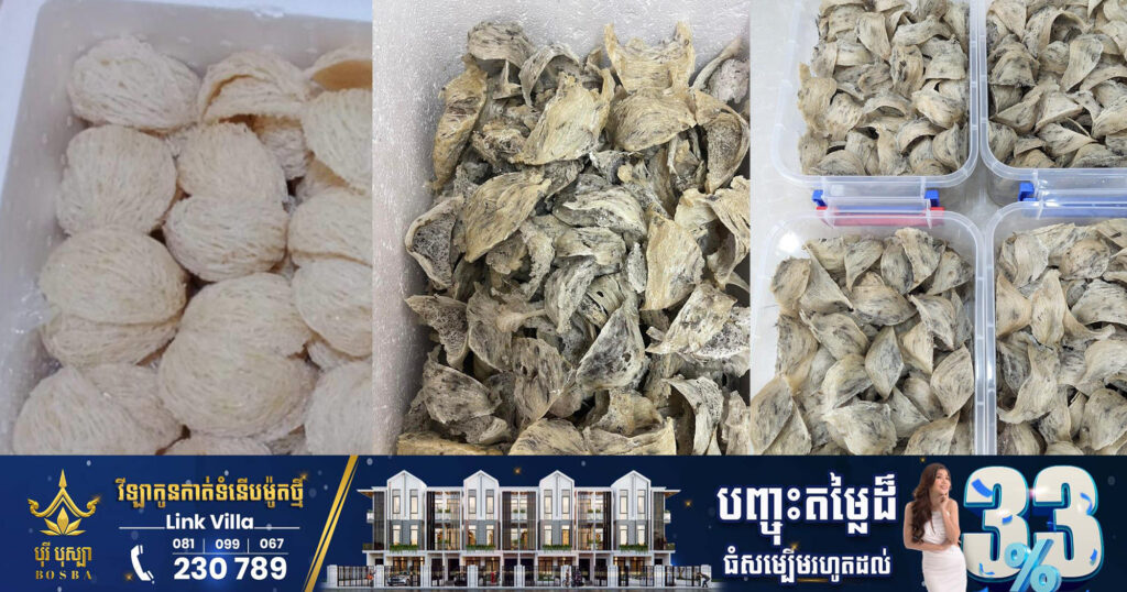 កម្ពុជា ទទួលបានសញ្ញាល្អ លើការបើកផ្លូវនាំចេញសំបុកត្រចៀកកាំ ដោយផ្ទាល់ទៅចិន