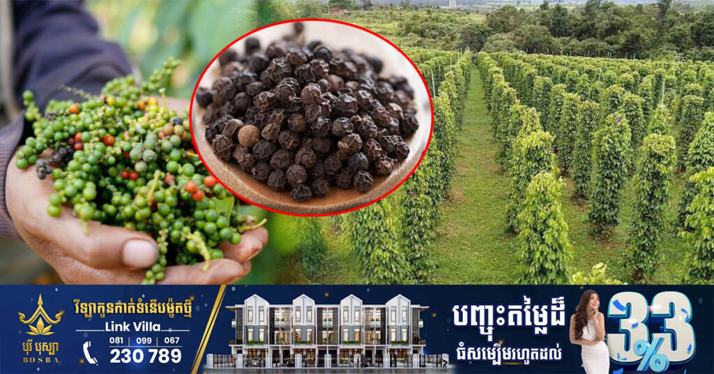 ដំណឹងល្អ! ម្រេច កម្ពុជាត្រូវបានអនុញ្ញាតឱ្យនាំចេញទៅកាន់ប្រទេសចិន