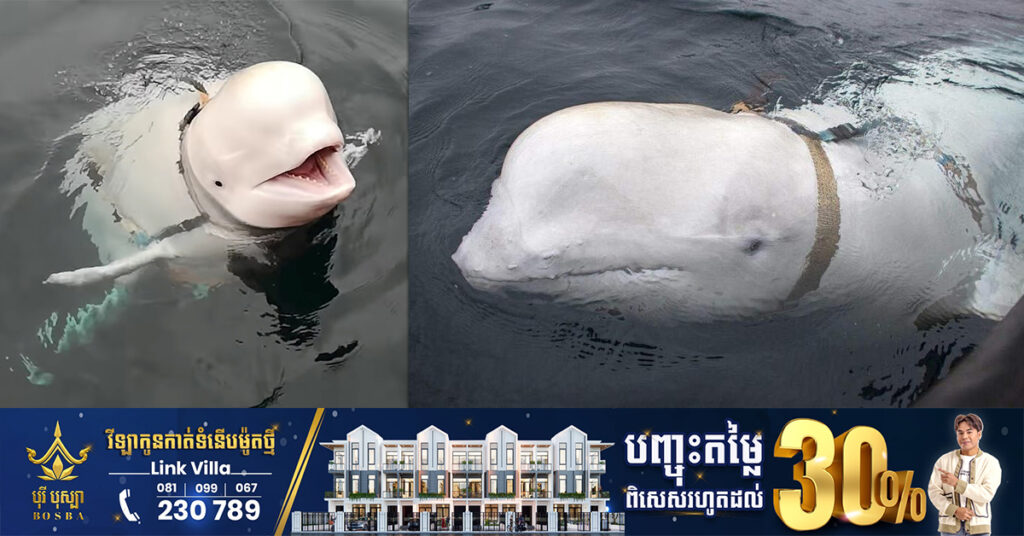 ត្រីបាឡែនដែលជាចារកម្មរបស់រុស្ស៊ីបានបង្ហាញខ្លួននៅតំបន់ឆ្នេរសមុទ្រនៃប្រទេសស៊ុយអែត