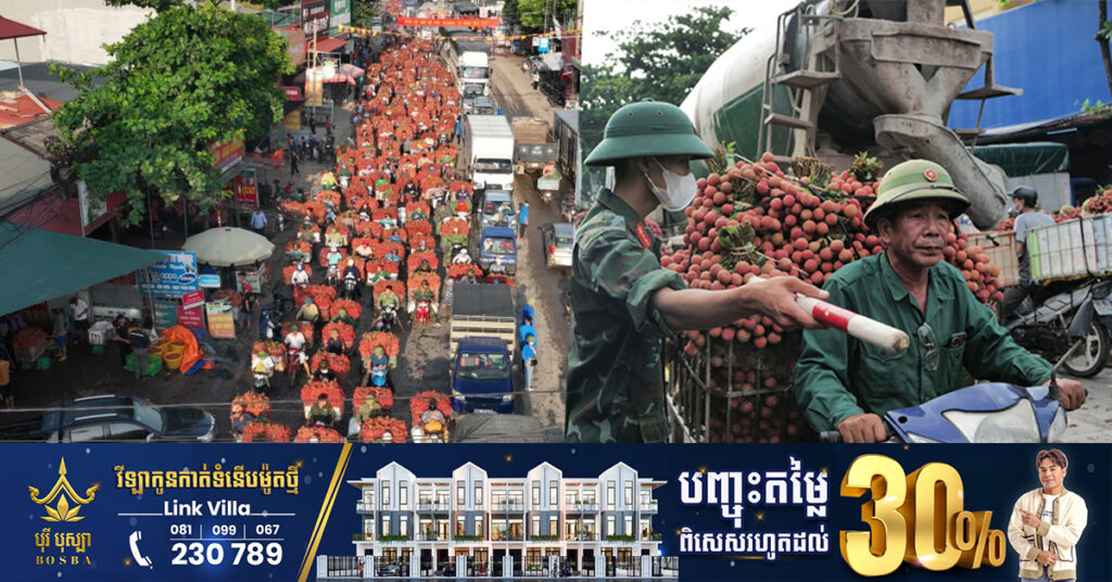 រដូវកាលប្រមូលផលចូលមកដល់ កសិករវៀតណាមបានបញ្ជូនផ្លែគូលែនទៅលក់នៅទីផ្សារដង្ហែគ្នាប្រវែងជិត ១គីឡូម៉ែត្រ