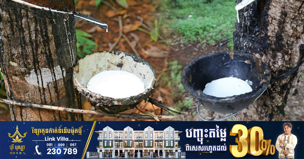 កម្ពុជាទទួលបានចំណូលជាង ១៤៧លានដុល្លារពីការនាំចេញជ័រកៅស៊ូ និងឈើកៅស៊ូនៅរយៈពេល ៥ខែ