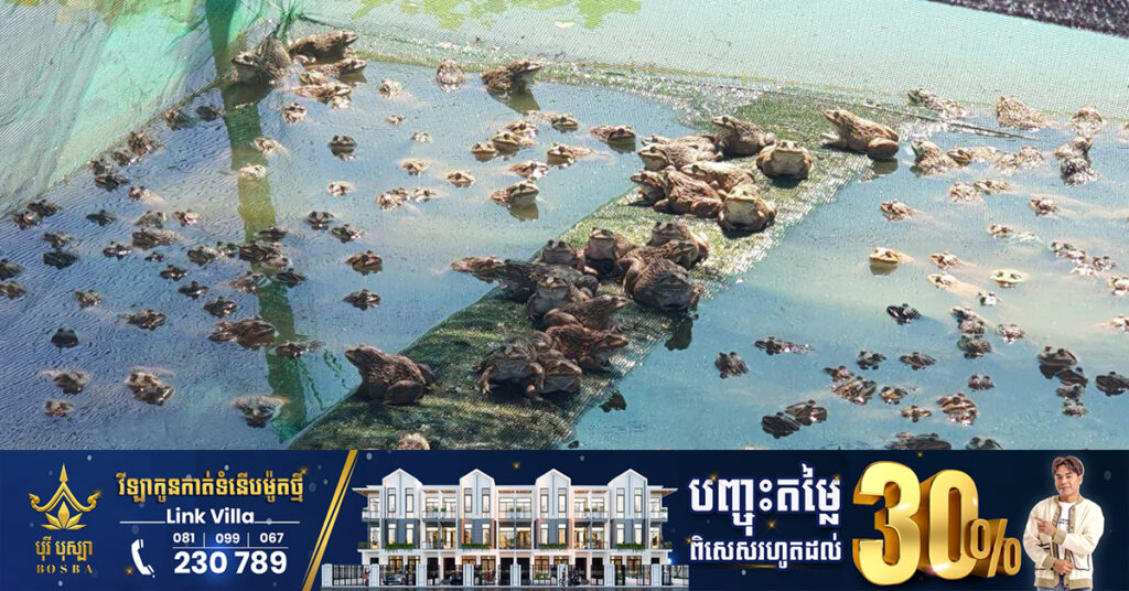 តម្លៃកង្កែបឡើងថ្លៃបន្តិច កសិដ្ឋានមួយកន្លែងនៅស្រុកស្វាយអន្ទរអាចលក់សាច់កង្កែបបានក្នុងមួយខែពី៥-៦តោន