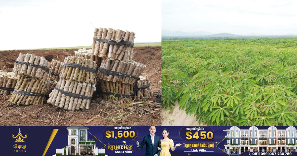 ម្សៅដំឡូងមីមានទីផ្សារខ្ពស់ អ្នកវិនិយោគសិង្ហបុរី ស្វែងរកអ្នកចូលរួមដាំដំឡូងមី លើដីរបស់ខ្លួននៅឱរ៉ាល់