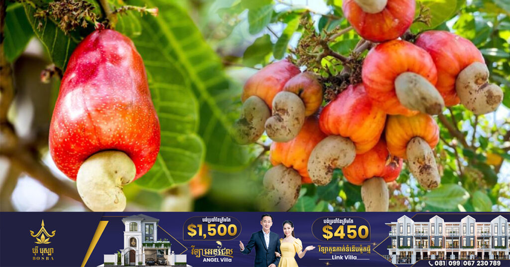 ដំណាំស្វាយចន្ទីនៅក្នុងខេត្តកំពង់ធំ ជាដំណាំមានសក្តានុពលមួយ មានរសជាតិឆ្ងាញ់ និងមានតម្រូវការទីផ្សារខ្ពស់