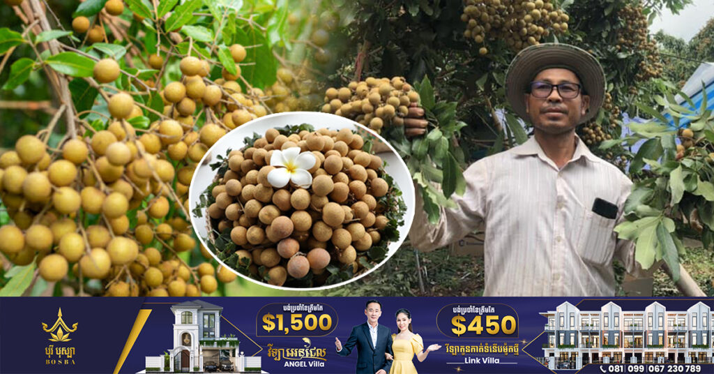 ការនាំចេញមៀនប៉ៃលិនរបស់កម្ពុជា ទៅកាន់ទីផ្សា​ចិនរំពឹងថា កើនឡើងពី៥ទៅ៨ដង ខណៈកសិករបង្កើនការផលិតច្រើនជាងមុន