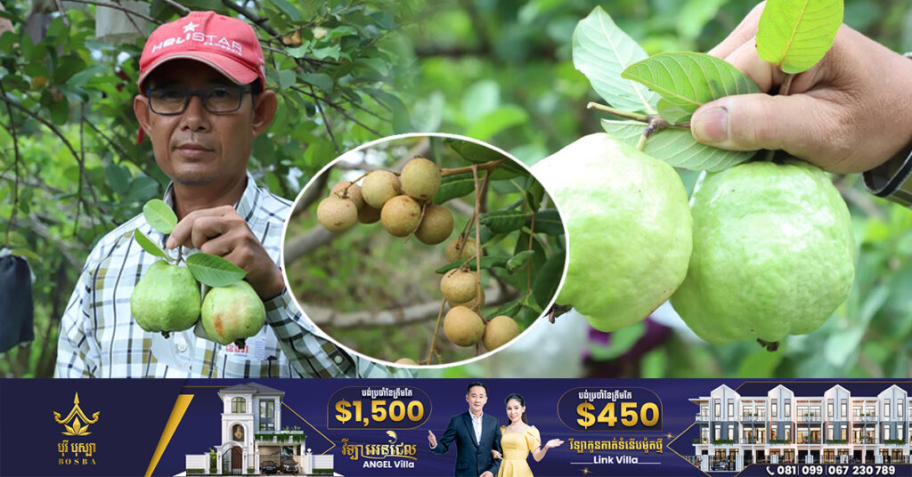 ឆ្លៀតពេលពីបម្រើការងារជាមន្ត្រីរាជការ, លោក មុំ ភិរឹទ្ធ មិនទុកពេលទំនេរចោល មកដាំដំណាំហូបផ្លែ និងចិញ្ចឹមសត្វដើម្បីជួយសម្រួលជីវភាព