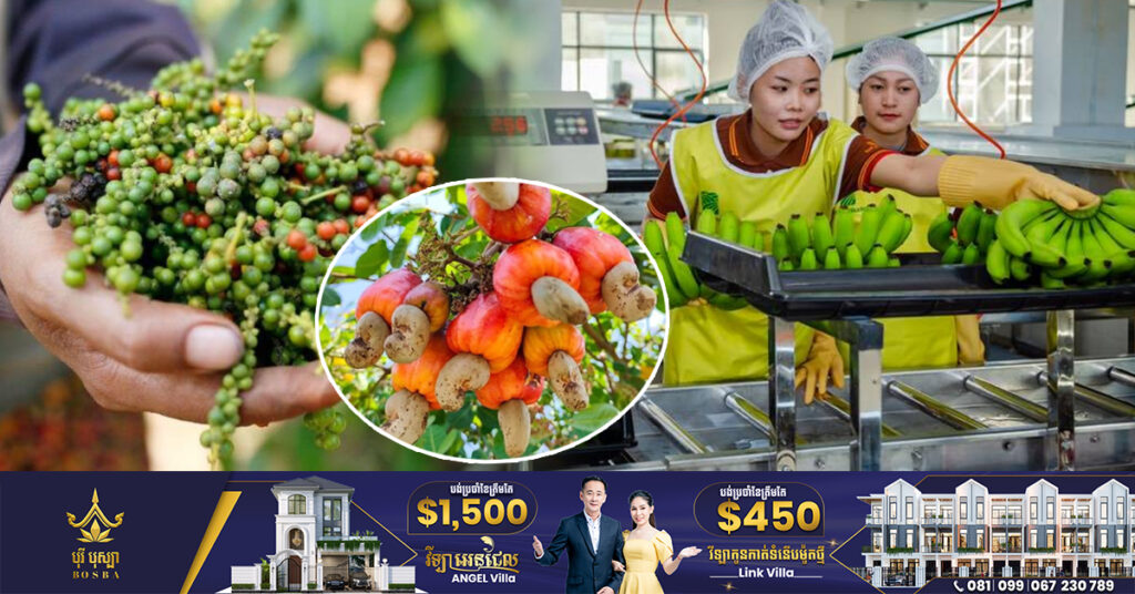 កម្ពុជានាំចេញកសិផលបានចំណូលចំនួន ២.៤ពាន់លានដុល្លារ នៅឆមាសទី១