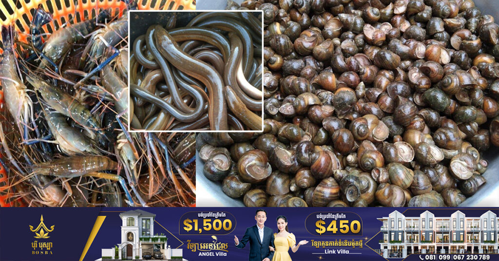 សមាគមវារីវប្បករកម្ពុជា ស្នើឱ្យភាគីចិនសហការវិនិយោគ និងផ្តល់បច្ចេកទេសចិញ្ចឹមផលិតផលវារីវប្បកម្ម ដើម្បីនាំចេញទៅចិន