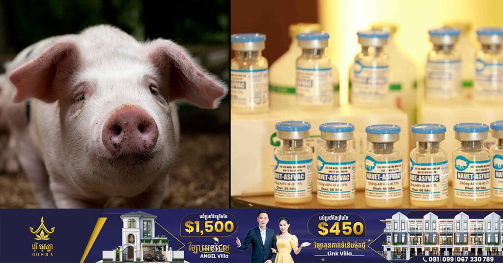 វៀតណាមបានអនុម័តវ៉ាក់សាំងការពារជំងឺប៉េស្តជ្រូក (ASF) ជាលើកដំបូងបំផុតរបស់ពិភពលោក