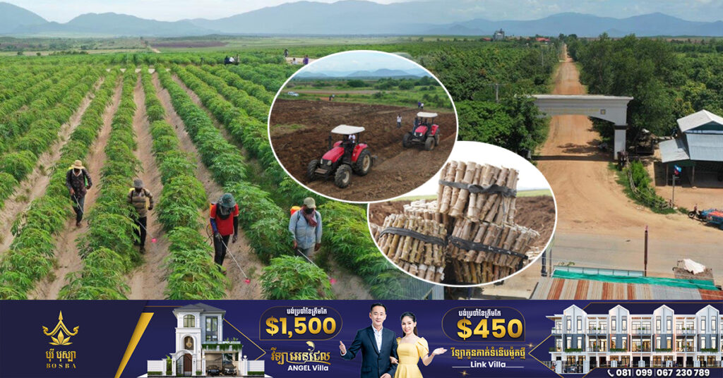 ម្សៅដំឡូងមីមានទីផ្សារខ្ពស់ អ្នកវិនិយោគសិង្ហបុរី ស្វែងរកអ្នកចូលរួមដាំដំឡូងមី លើដីរបស់ខ្លួននៅឱរ៉ាល់