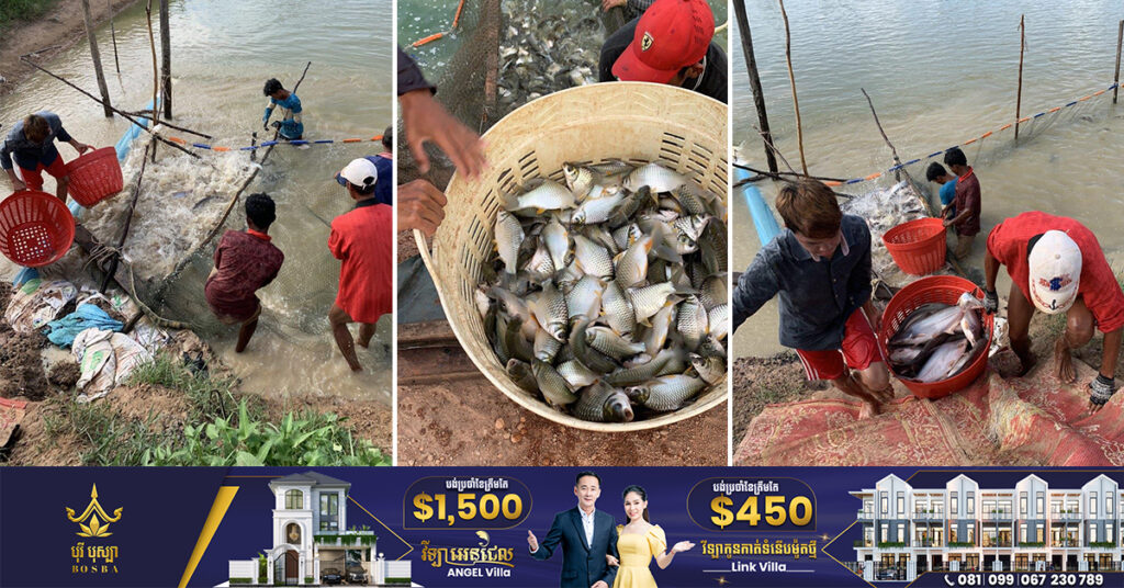 សមាគមវារីវប្បករកម្ពុជា៖ តម្លៃត្រីចិញ្ចឹមក្នុងស្រុកចាប់ផ្ដើមមានទីផ្សារ ប៉ុន្ដែព្រួយបារម្ភពីការខ្វះអ្នកផ្គត់ផ្គង់