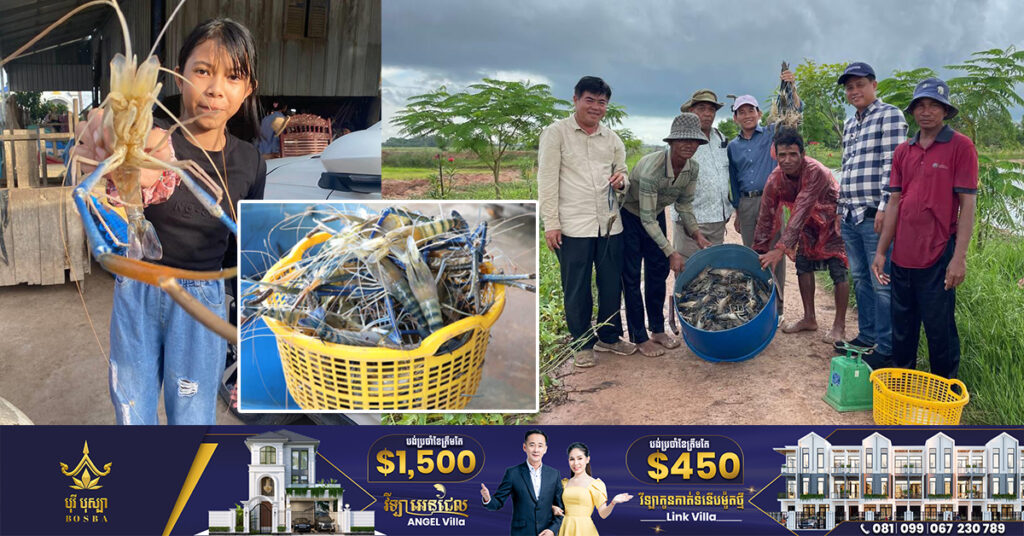 របរចិញ្ចឹមបង្កង កំពុងទាក់ទាញប្រជាពលរដ្ឋនៅខេត្តតាកែវ ខណៈមានទីផ្សារល្អ និងទទួលបានផលកម្រៃគួរសម