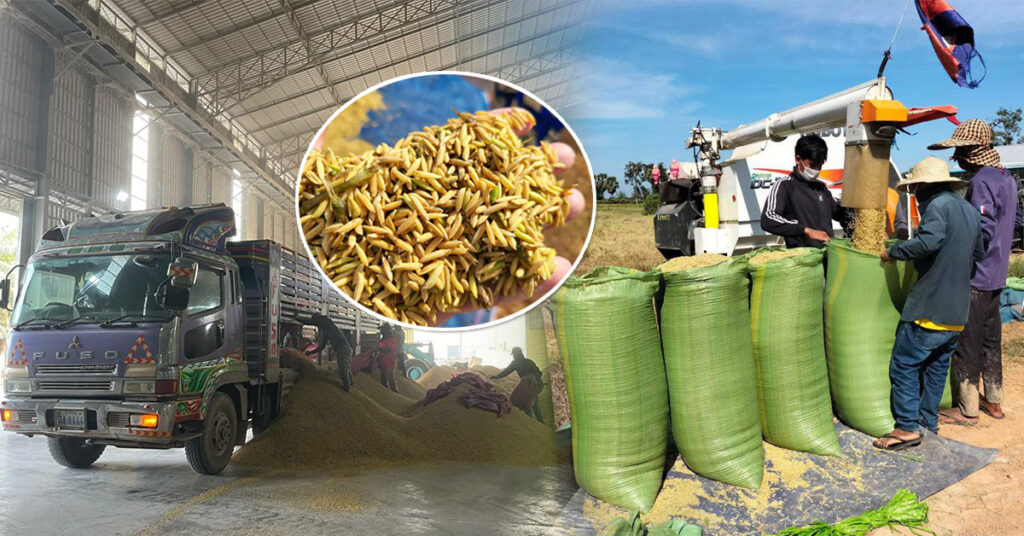 តម្លៃស្រូវនៅកម្ពុជា កំពុងហក់ឡើងជាបន្តបន្ទាប់ មិនធ្លាប់មានពីមុនមក