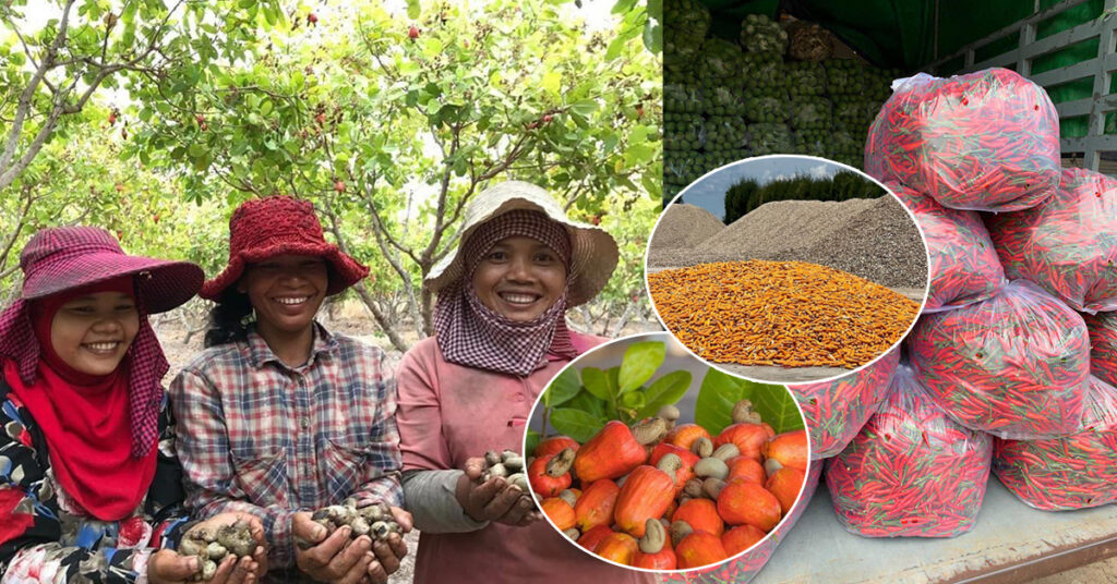 កម្ពុជារកចំណូលបានជាង ២៦០០លានដុល្លារ ពីការនាំចេញកសិផល នៅរយៈពេល៧ខែឆ្នាំនេះ