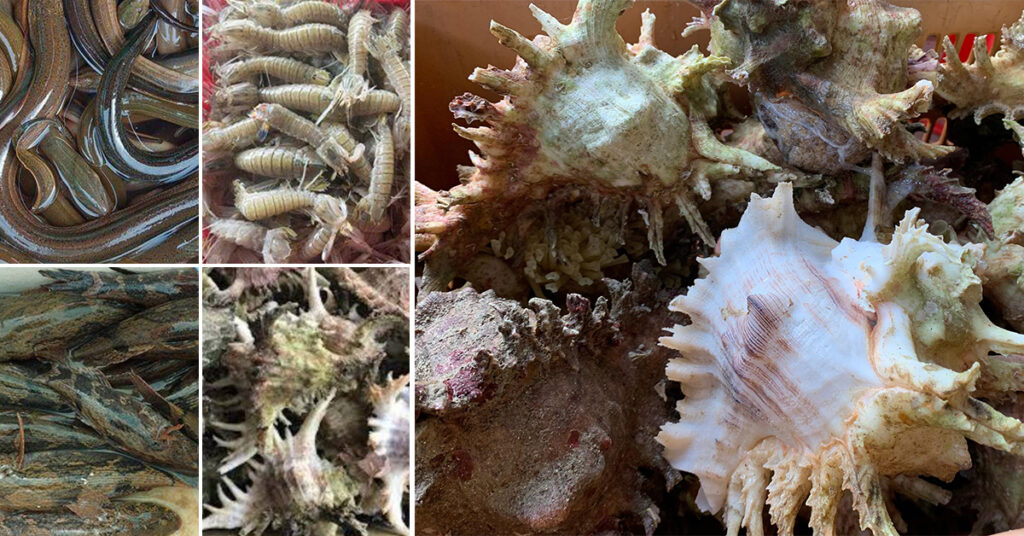 ផលិតផលជលផលកម្ពុជាចំនួន ៤មុខទៀត ត្រូវបានអនុញ្ញាតឱ្យនាំចេញទៅប្រទេសចិន