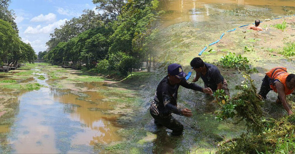 ប្រជាពលរដ្ឋស្ម័គ្រចិត្តនៅតាមសង្កាត់ ចាប់ផ្តើមស្តារ និងសម្អាតរុក្ខជាតិក្នុងស្ទឹងសៀមរាប ដើម្បីលើកកម្ពស់សោភ័ណភាព និងទេសភាពឲ្យកាន់តែស្រស់បំព្រង