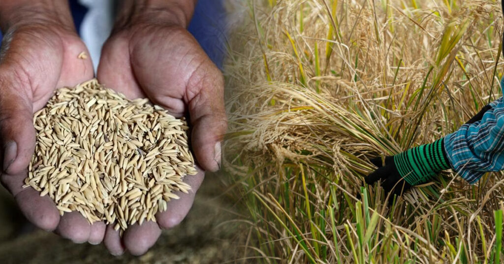 តម្លៃអង្ករ កើនឡើងដល់កម្រិតខ្ពស់បំផុតគិតចាប់តាំងពីឆ្នាំ២០០៨